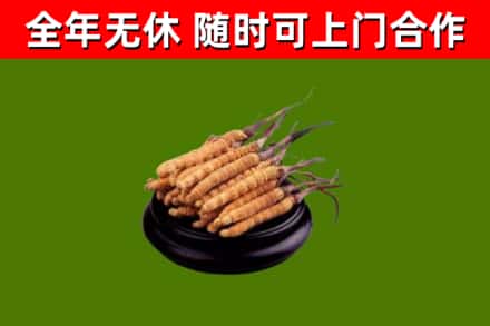 贾汪烟酒回收冬虫夏草.jpg